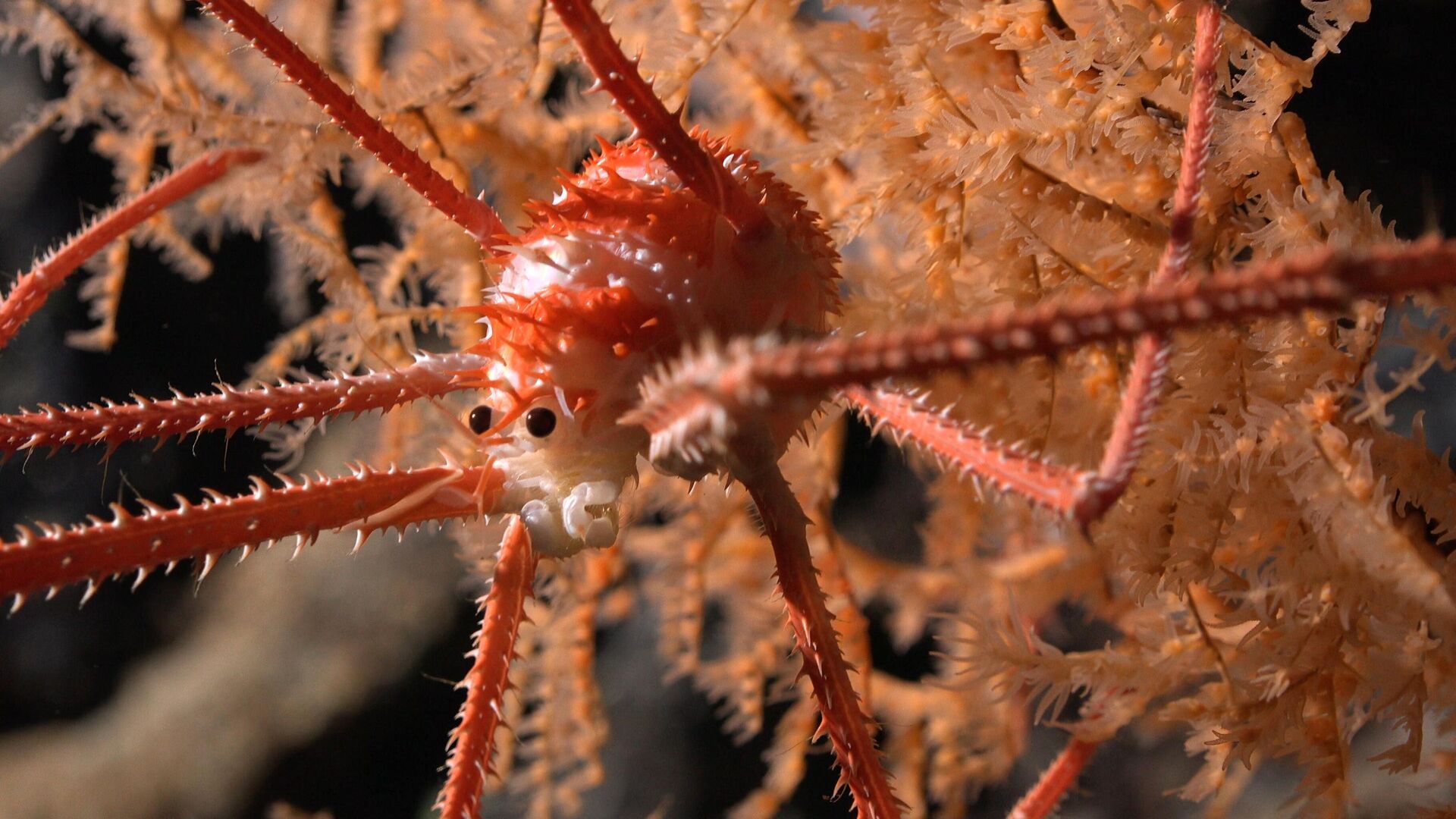A squat lobster documented in coral at a depth of 669 meters on Seamount JF2. An international group of scientists aboard a recent Schmidt Ocean Institute expedition believe they have discovered more than 100 new species living on seamounts off the coast of Chile, including deep-sea corals, glass sponges, sea urchins, amphipods, and squat lobsters. - Sputnik International, 1920, 25.02.2024