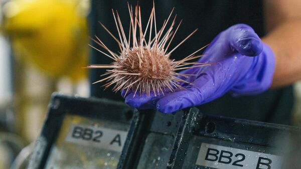 An urchin retrieved as a sample by ROV SuBastian is handled by a researcher before being taken to the laboratory on Research Vessel Falkor (too) for cataloging and analysis.  - Sputnik International