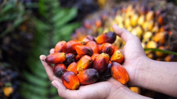 Malaysian palm oil - Sputnik International
