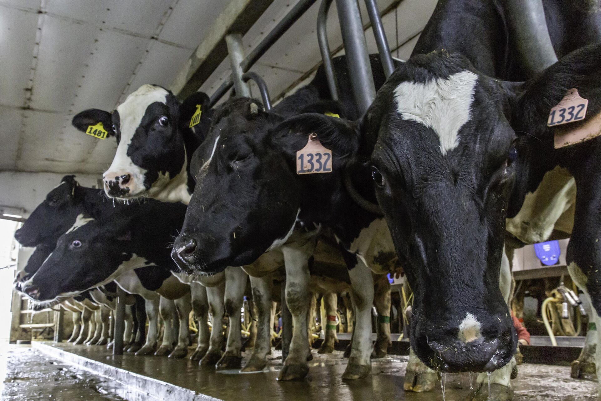Cows in Bill Sorg's dairy farm wait to be milked in Hastings, Minnesota, on October 3, 2018.  - Sputnik International, 1920, 03.03.2024