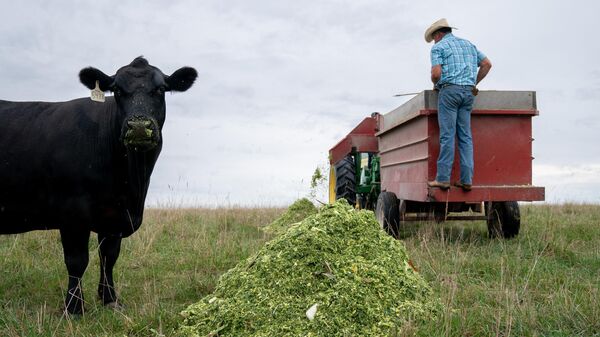 A pure-bred Angus cow eats chopped up corn stalks, silage, at Double G Angus Farms in Tiffin, Iowa, on August 13, 2023.  - Sputnik International