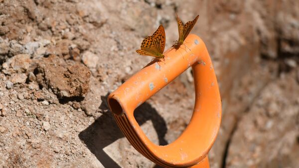 Silver-washed fritillaries sit on a shovel's handle at the site of the discovery of a mass grave  - Sputnik International