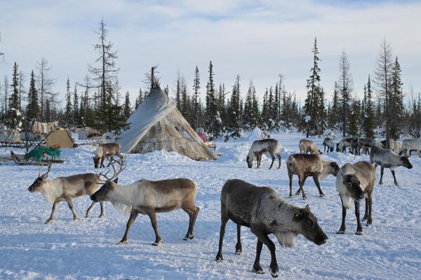 A reindeer-herding camp turned into voting station in Russia&#x27;s Yamalo-Nenets autonomous region. - Sputnik International