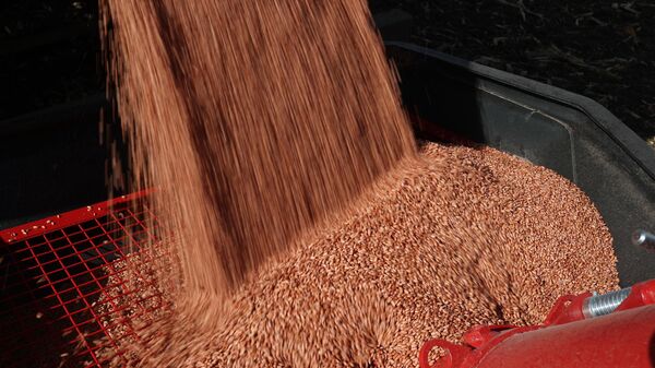 Reloading wheat ahead of winter sowing in the Krasnodar Territory, Russia. - Sputnik International