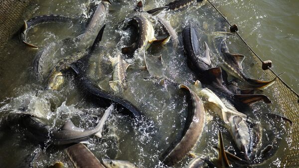 A view shows fish in one of the ponds during the spring classification of sturgeon broodstock at the Grivensky sturgeon hatchery in Krasnodar Region, Russia.  - Sputnik International