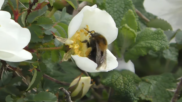 Screenshot of a bumblebee life style and activity video. - Sputnik International