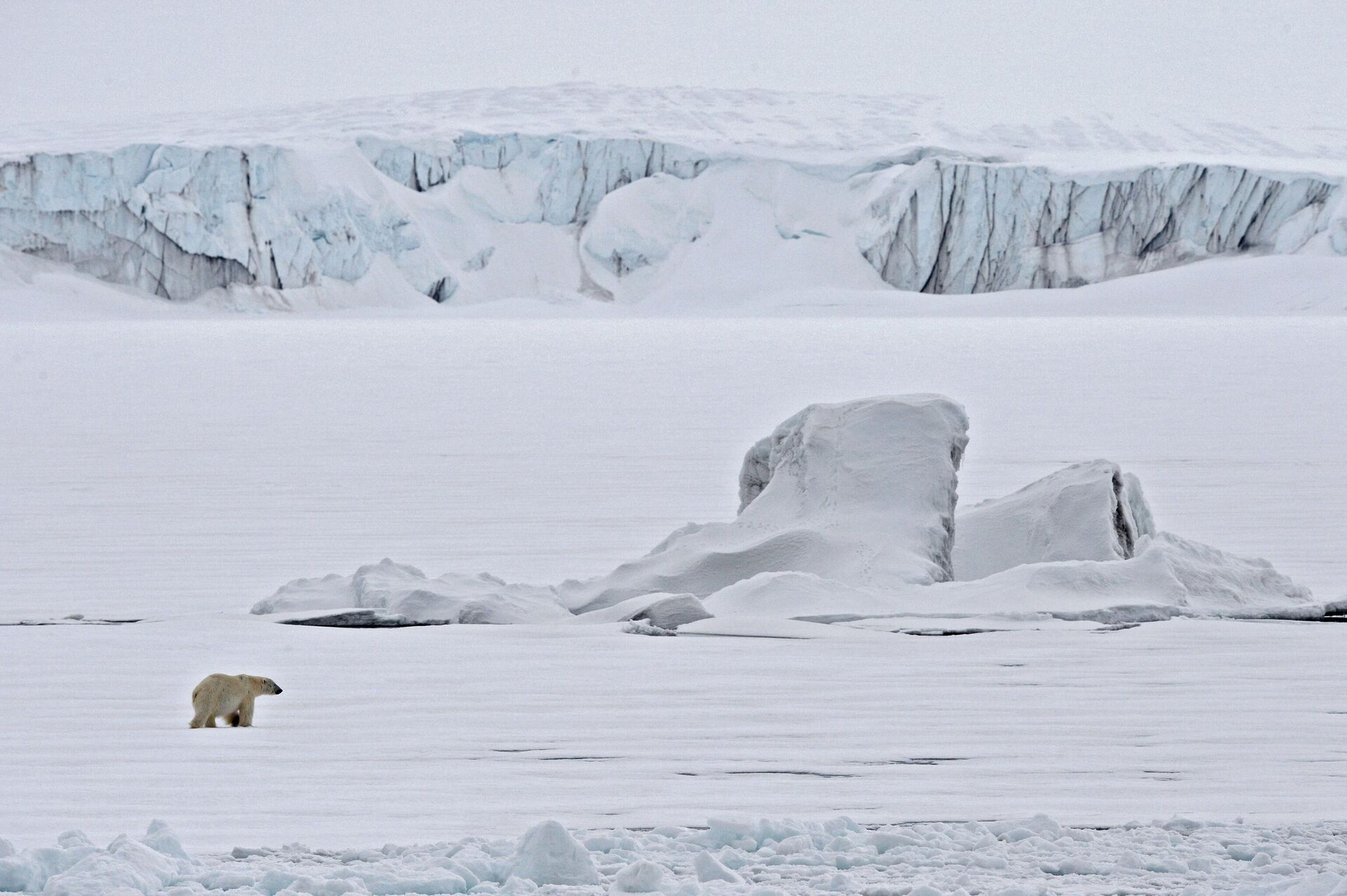 Polar bear on an ice floe in the Arctic Ocean. - Sputnik International, 1920, 17.05.2024