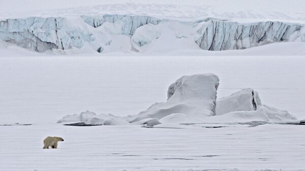 Polar bear on an ice floe in the Arctic Ocean. - Sputnik International