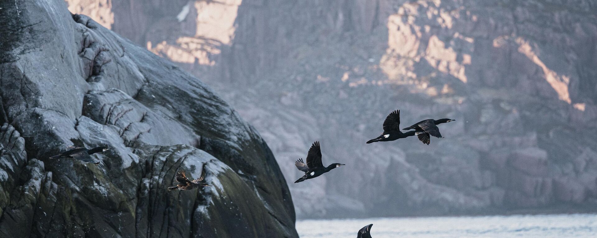 Birds fly over Kildin Island in the Barents Sea in Murmansk region - Sputnik International, 1920, 13.06.2024