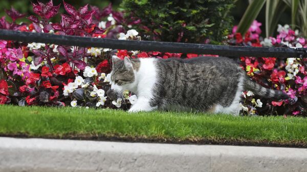 Chief Mouser Larry the cat walks around the flower beds in Downing Street in London - Sputnik International