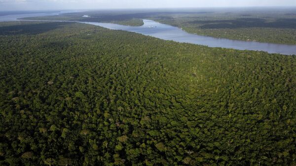 View of the forest in Combu Island on the banks of the Guama River, near the city of Belem, Para state, Brazil, Sunday, Aug. 6, 2023 - Sputnik International
