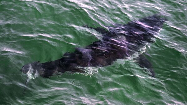 A great white shark swims past a boat on a shark watching boat off the Massachusetts' coast of Cape Cod on Aug. 17, 2021 - Sputnik International