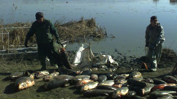 Fishermen gather dead fish caught from the Tisza Lake on Tuesday  February 10, 2000 in Kiskoere, some 105 kms east of Budapest,  after cyanide polluted water of the Tisza River reached the region - Sputnik International