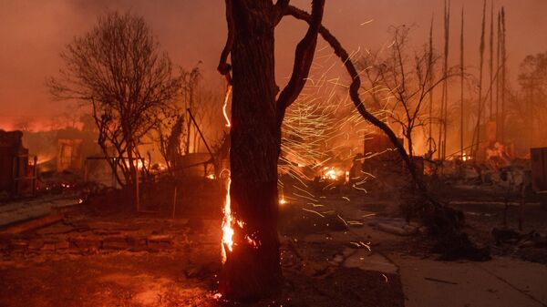 Tree on flames as the Eaton Fire burns in Altadena, Calif., Wednesday, Jan. 8, 2025. - Sputnik International