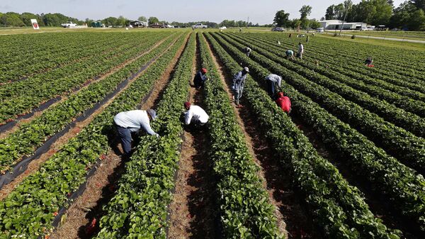 Farm workers and members of the public pick strawberries at McAdams Farm in Efland, N.C. File photo. - Sputnik International