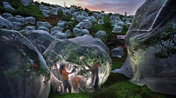 Fruit trees growing in tents by Mengdan Zhu from China - Sputnik International