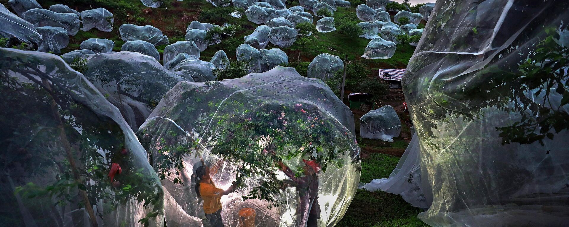 Fruit trees growing in tents by Mengdan Zhu from China Fruit trees growing in tents by Mengdan Zhu from China - Sputnik International, 1920, 17.06.2025