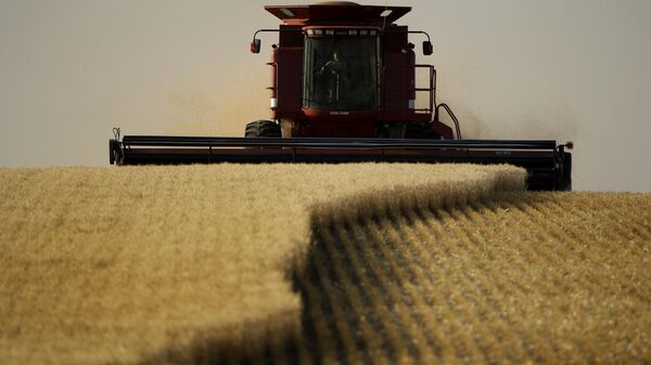 Winter wheat is harvested in a field farmed by Dalton and Carson North near McCracken, Kan. - Sputnik International