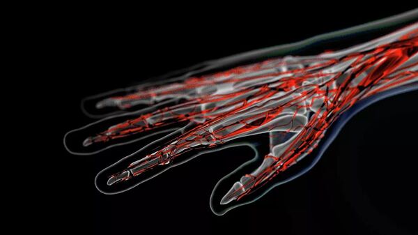 Veins on the arm - Sputnik International