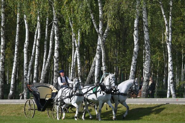 Step by step, the troika is approaching inclusion in the All-Russian Register of National Non-Olympic Sports: This will make it possible to create a federation and organize regular Russian championships. - Sputnik International