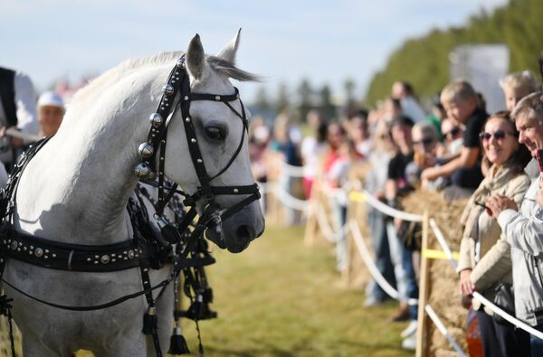 A program dedicated to the 878th anniversary of Moscow was held at the Moskino Film Park. - Sputnik International