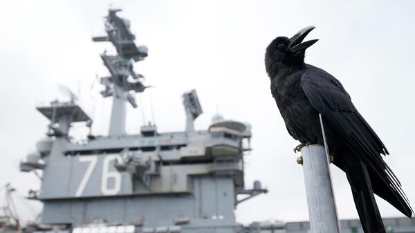 The crow is cawing near the U.S. Navy Aircraft carriers USS Ronald Reagan (CVN-76) at the U.S. Navy's Yokosuka base Thursday, May 16, 2024, in Yokosuka, south of Tokyo.  - Sputnik International