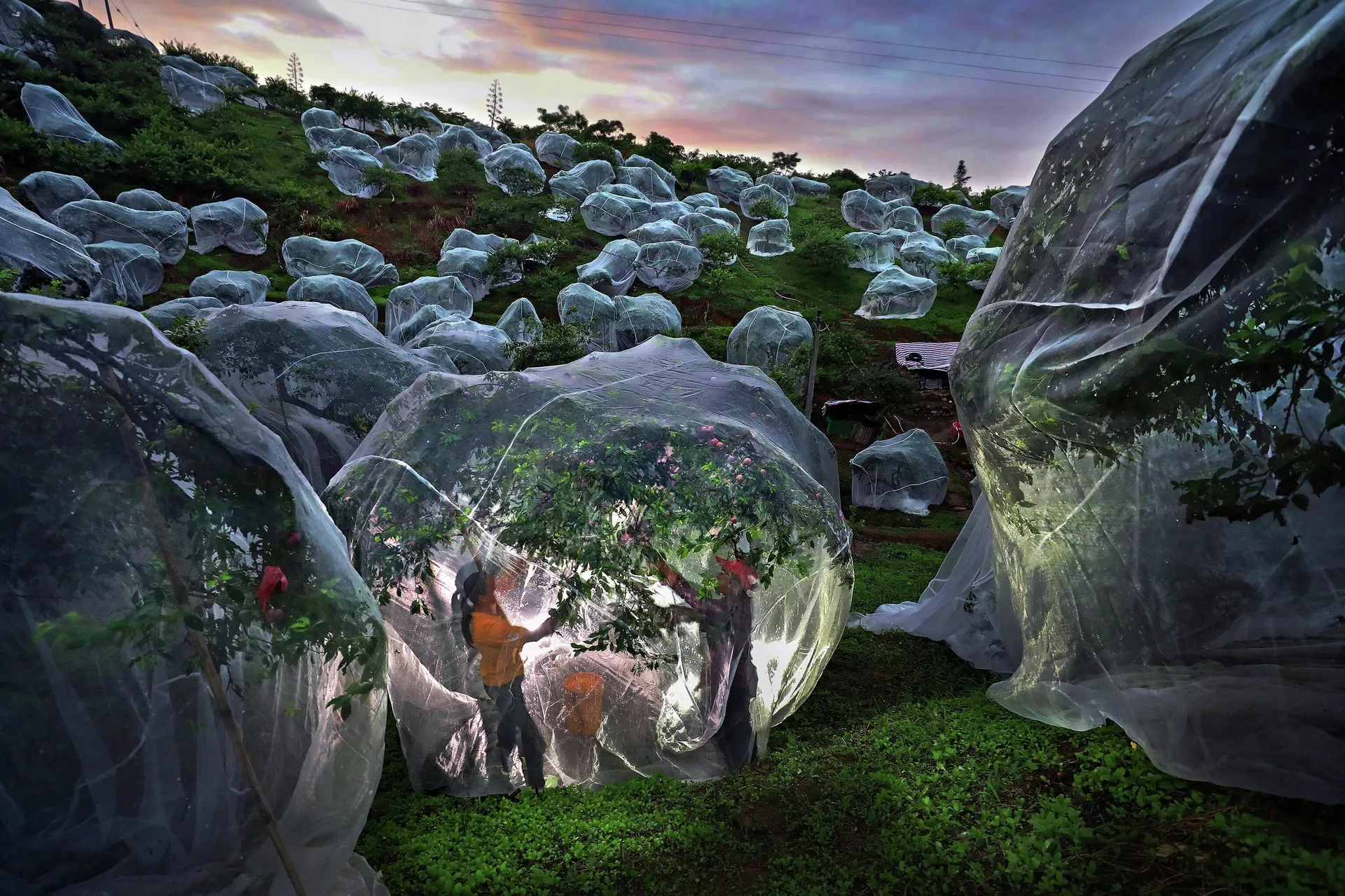 Fruit trees growing in tents Fruit trees growing in tents - Sputnik International, 1920, 18.11.2025