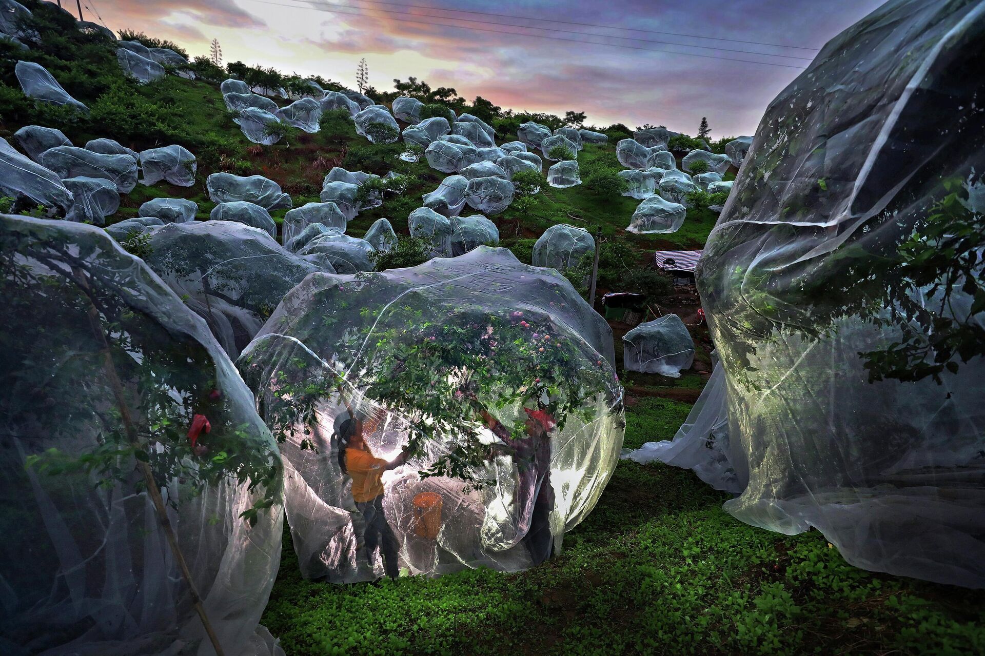 Fruit trees growing in tents Fruit trees growing in tents - Sputnik International, 1920, 18.11.2025