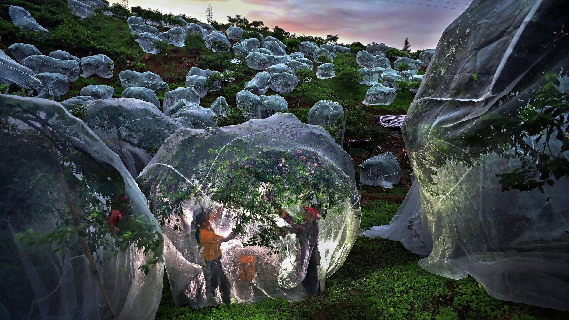 Fruit trees growing in tents Fruit trees growing in tents - Sputnik International, 1920, 18.11.2025