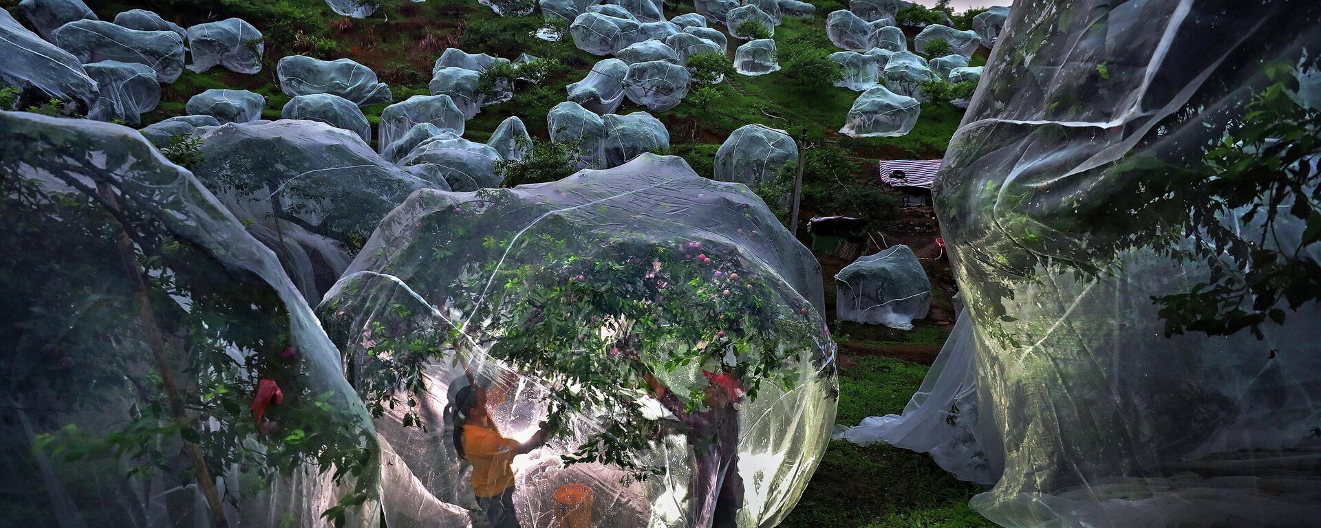 Fruit trees growing in tents - Sputnik International, 1920, 18.11.2025