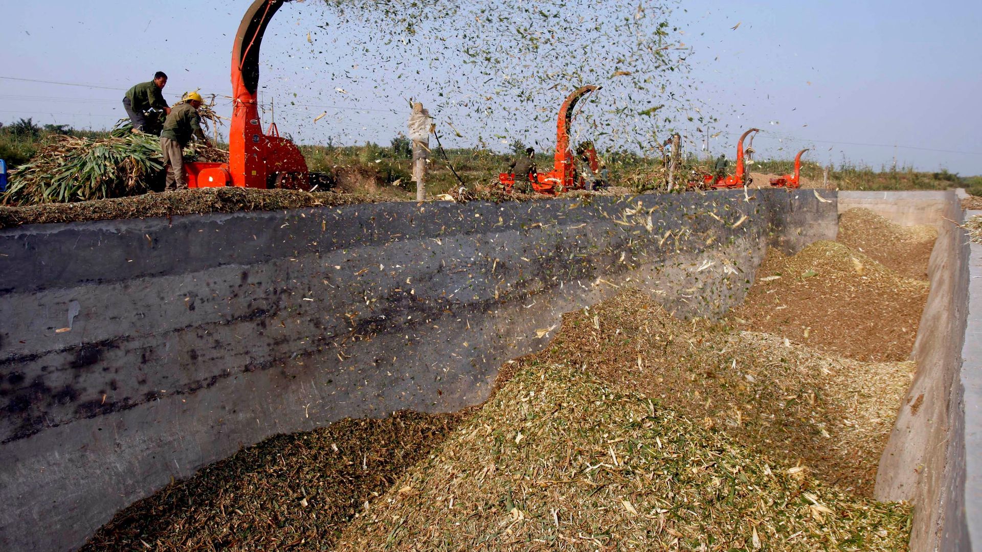 Chinese farmers shred corn stalks to feed milk cows at a farm in Yangjiazhai village, near Yuanshi, northern China's Hebei province Chinese farmers shred corn stalks to feed milk cows at a farm in Yangjiazhai village, near Yuanshi, northern China's Hebei province - Sputnik International, 1920, 07.07.2026