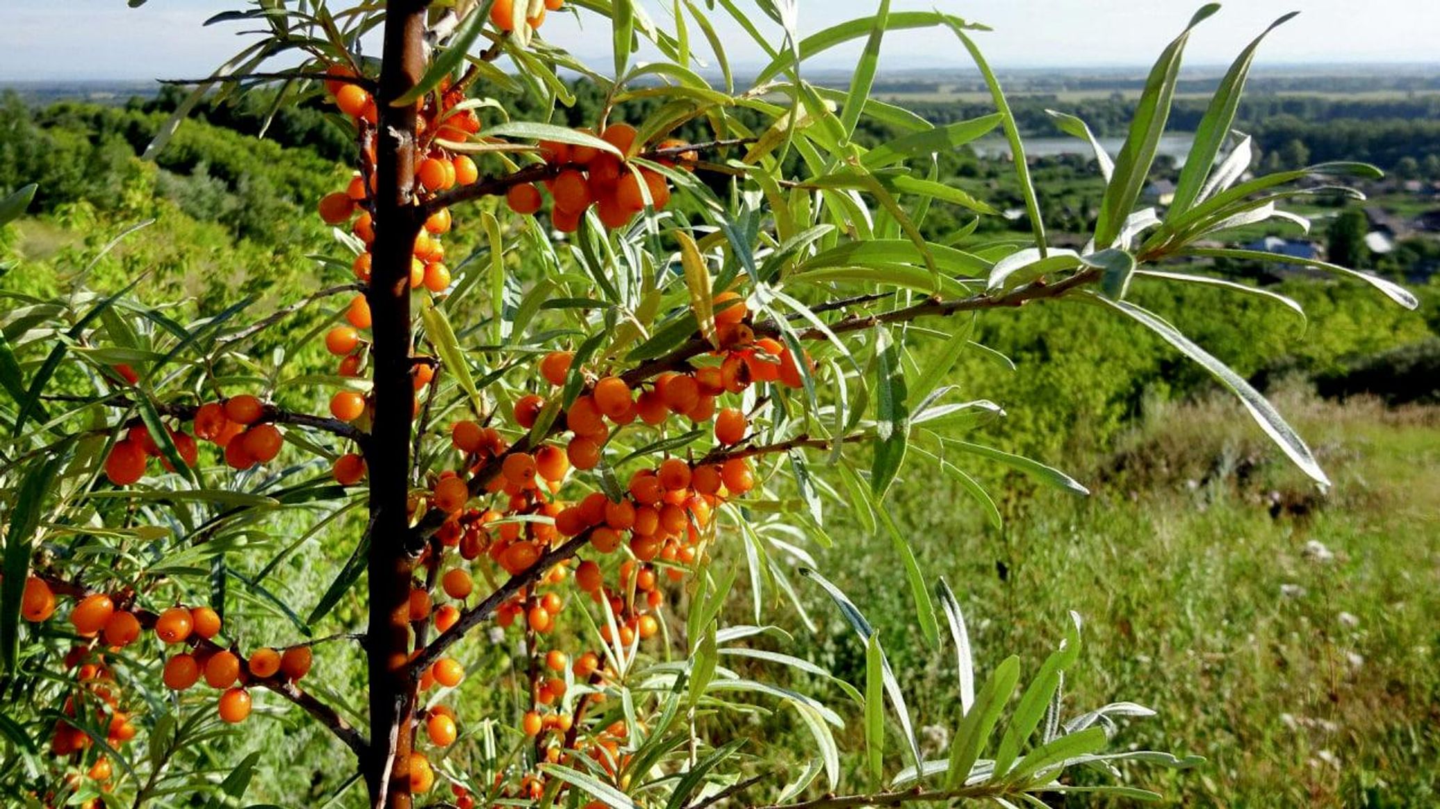 Russian Scientists Discover Sea Buckthorn Leaves Can Suppress Cancer Cell Growth