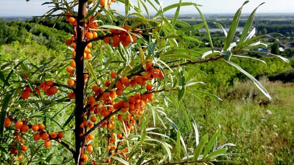Russian scientists discover sea buckthorn leaves can suppress cancer cell growth - Sputnik International