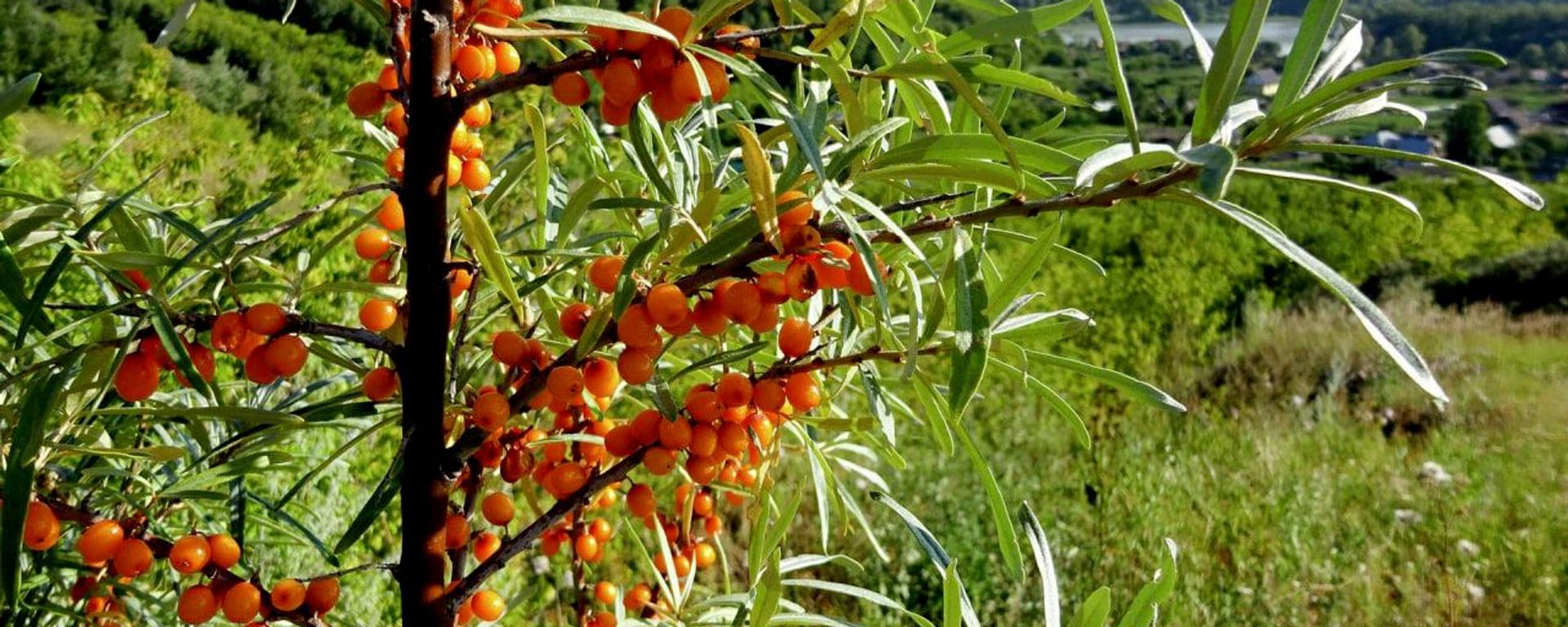 Russian scientists discover sea buckthorn leaves can suppress cancer cell growth - Sputnik International, 1920, 06.09.2026