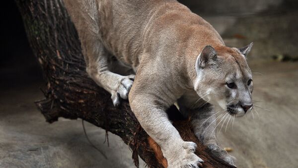 A cougar at the Moscow Zoo. - Sputnik International