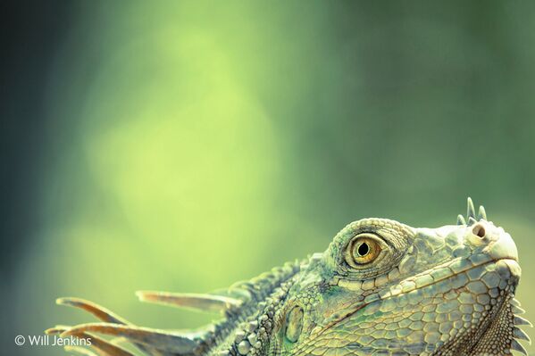 Best Wildlife Photos of 2014 - Sputnik International