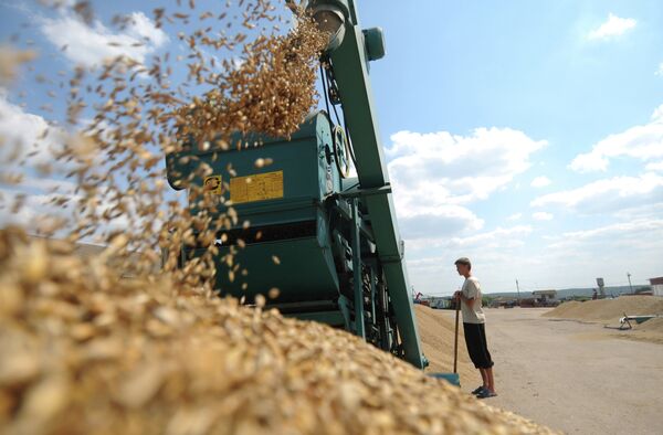 Taking advantage of low exchange rates, countersanctions, and good weather, Russian agricultural production is set to reach new highs this year. Taking advantage of low exchange rates, countersanctions, and good weather, Russian agricultural production is set to reach new highs this year. - Sputnik International