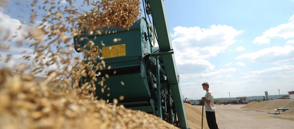 Russian agricultural workers will soon strengthen their positions in domestic market, and also strengthen their international competitive position Russian agricultural workers will soon strengthen their positions in domestic market, and also strengthen their international competitive position - Sputnik International