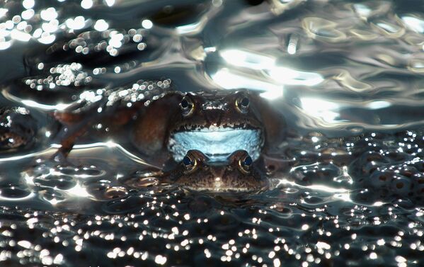 Best Wildlife Photos of 2014 Best Wildlife Photos of 2014 - Sputnik International