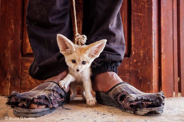 Best Wildlife Photos of 2014 Best Wildlife Photos of 2014 - Sputnik International
