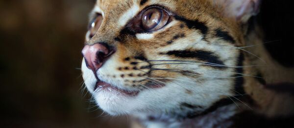 wild cat wild cat - Sputnik International