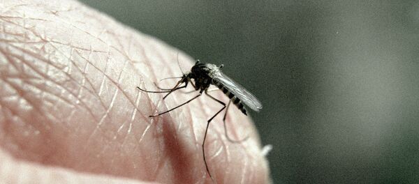Mosquito Mosquito - Sputnik International