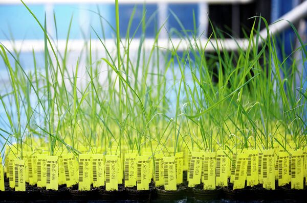 GMO GMO - Sputnik International