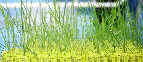 GMO - Sputnik International