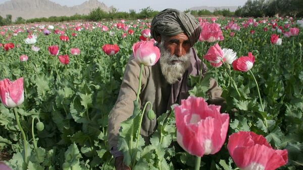 Opium, Afganistan - Sputnik International