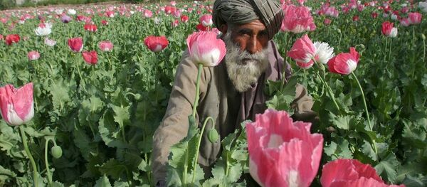 Opium, Afganistan - Sputnik International