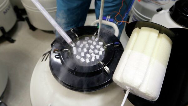 Embryologist Rick Slifkin displays some of the frozen sperm stored at Reproductive Medicine Associates of New York, in New York, Thursday, Oct. 3, 2013. - Sputnik International
