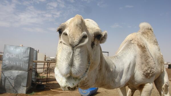 At the camel market in Riyadh - Sputnik International