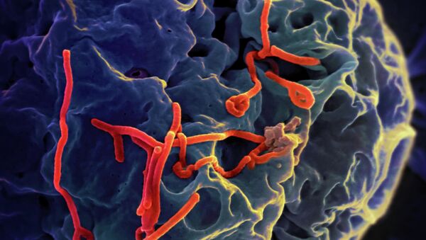 Ebola virus under the microscope - Sputnik International