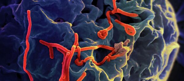 Ebola virus under the microscope - Sputnik International